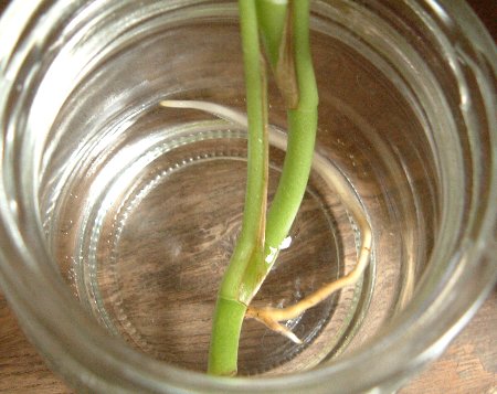 ヒメモンステラの根っこ 園芸初心者の観察日記